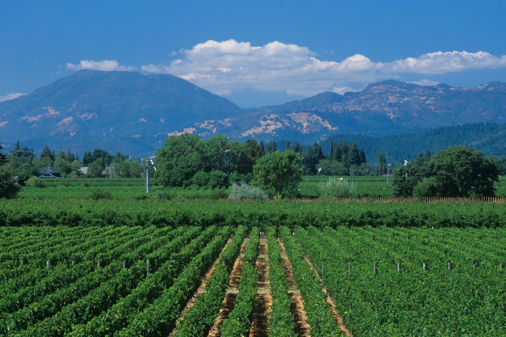 Looking across a vineyard to the city of Calistoga in the Napa Valley. Mount Howell dominates the surrounding mountains.